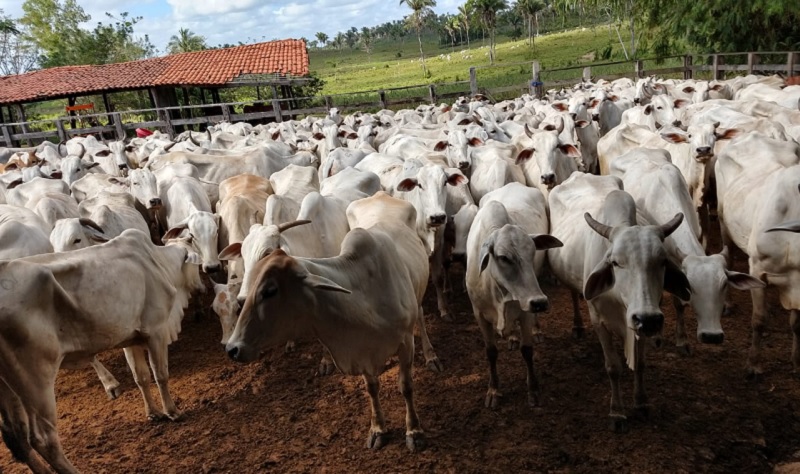 Produtores itapecuruenses têm até hoje (31) para vacinar rebanho contra febre aftosa