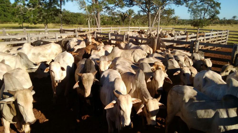 Primeira etapa de vacinação contra febre aftosa começa no sábado (1º)