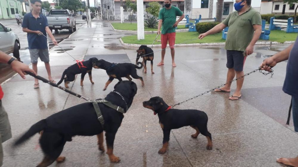 Criadores de Rottweiler na Pça Gomes de Souza, Itapecuru. Foto: Divulgação