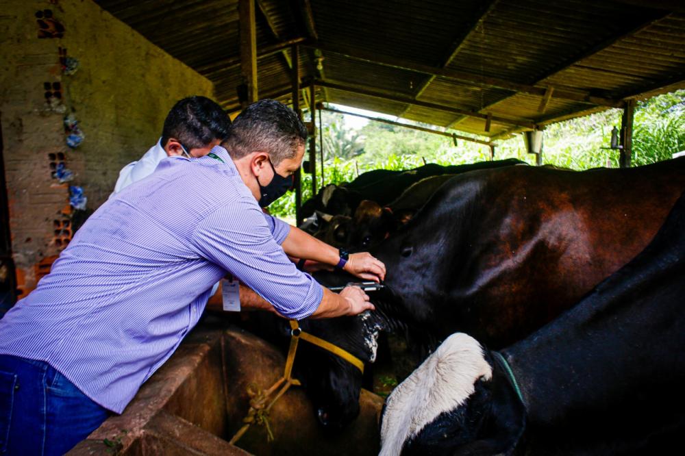 Criadores têm até 30 Jun para vacinar rebanho contra febre aftosa