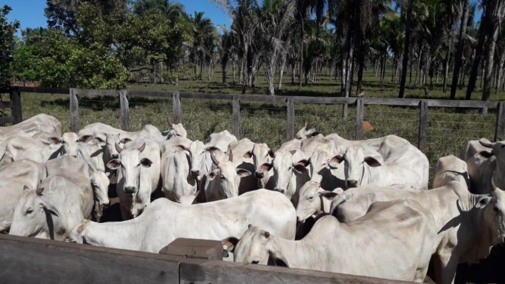 Começa prazo para criadores Itapecuruenses regularizar vacinação contra febre aftosa