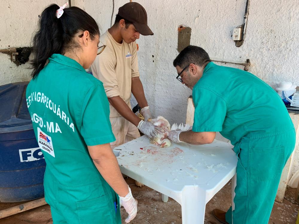Criadores de Itapecuru farão teste sorológico em aves com apoio da AGED