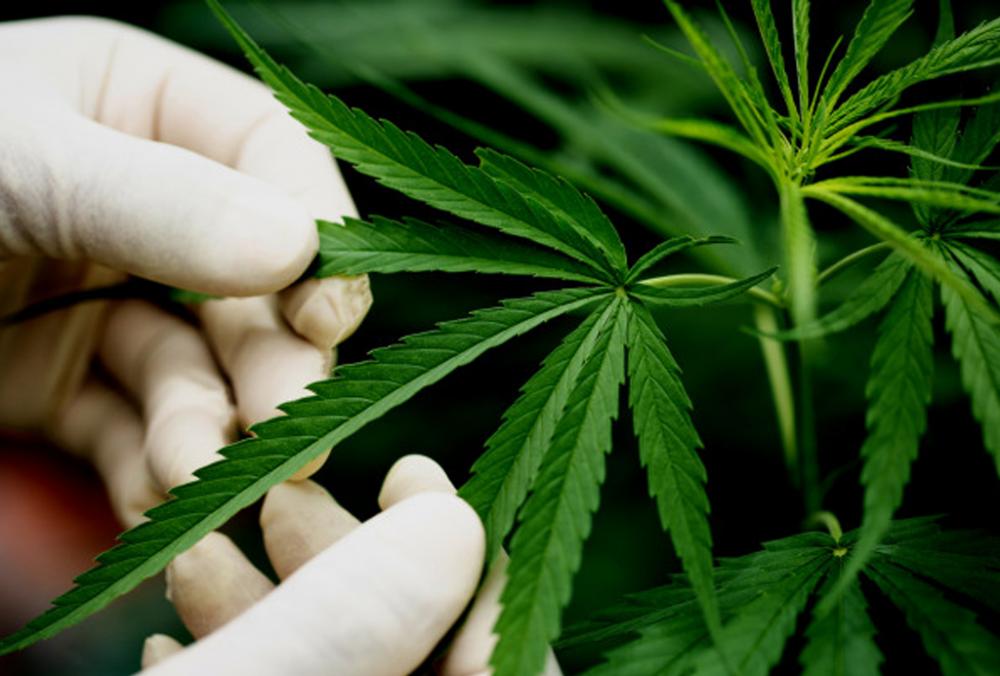 STJ autoriza paciente a cultivar cannabis para fins medicinais
