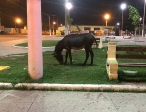 Animal pastando no canteiro da Pça Gomes de Sousa, centro de Itapecuru Mirim. Foto: Telmar Félix 