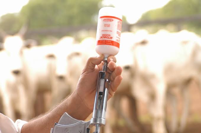 Maranhão, outros 15 estados e DF estão livres de Febre Aftosa