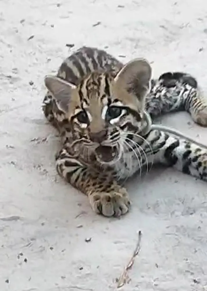 Filhote de jaguatirica capturada no interior de Anajatuba - MA. Imagem: Reprodução