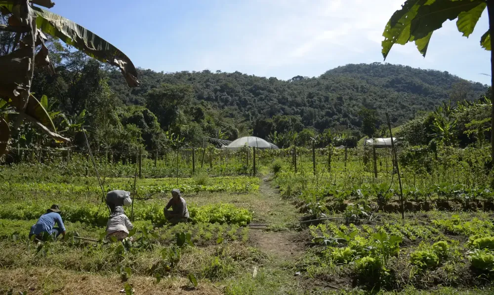 Proprietários devem ficar atentos a prazo para entrega de imposto rural 2025