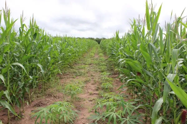 Imagem: Divulgação 