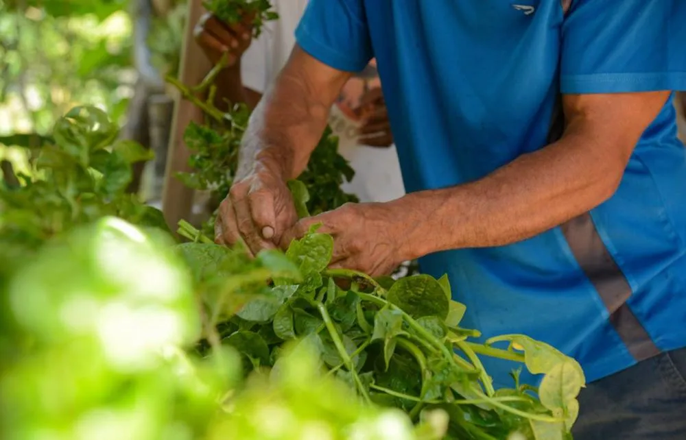 Imagem: Reprodução @Brasil 61